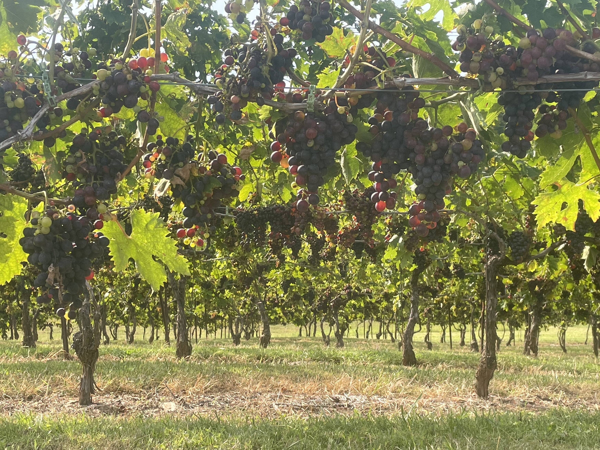 wines our varietals include chardonnay vidal blanc merlot nebbiolo ...